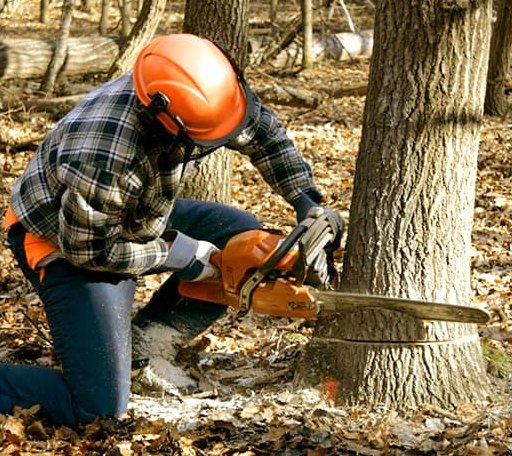 Tree Removal in Latham, MO